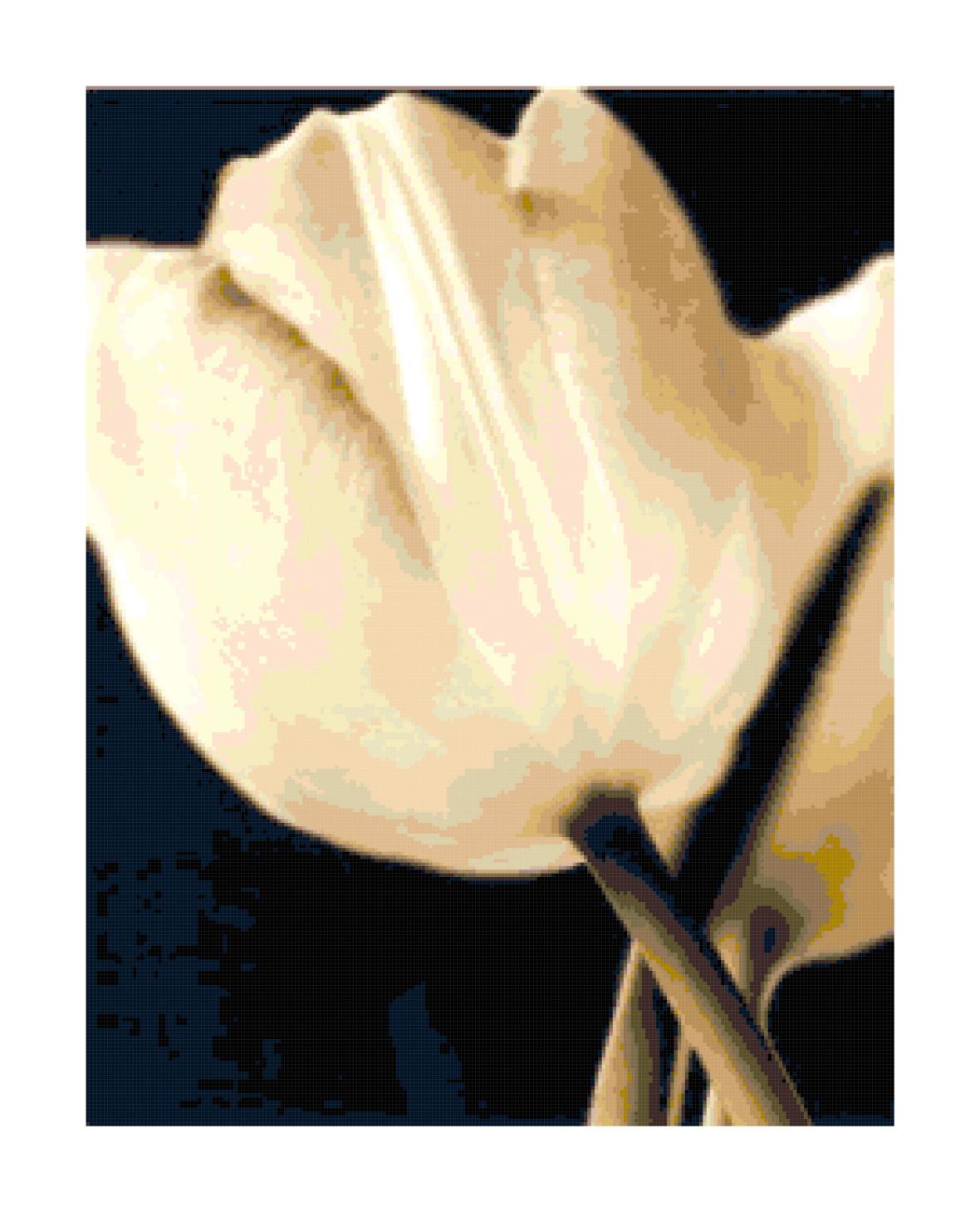 tulip cross stitch pattern